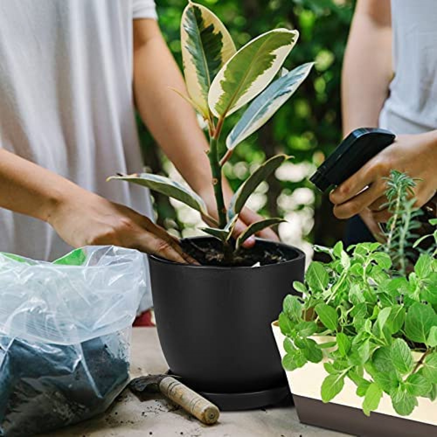 6-Inch Transparent Plastic Planter Plant Nursery Pots with Drainage Hole  Indoor